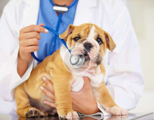 Yaz Aylarında Köpek Sahiplerinin Kaçınması Gereken 7 Ortam