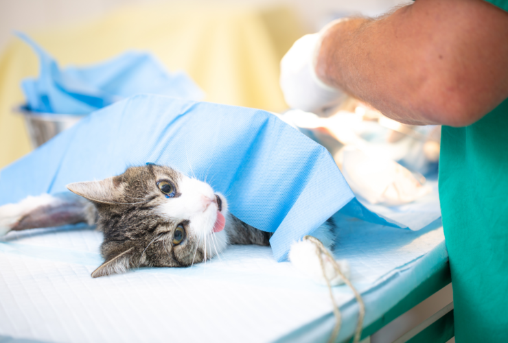 Genel Sağlık Muayenesi